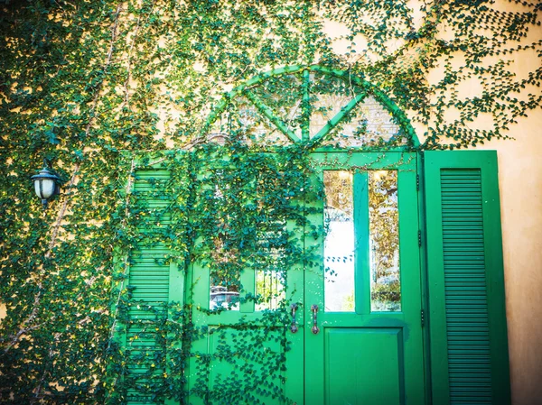 Vintage Creeper Plant on a green beautiful door — стоковое фото