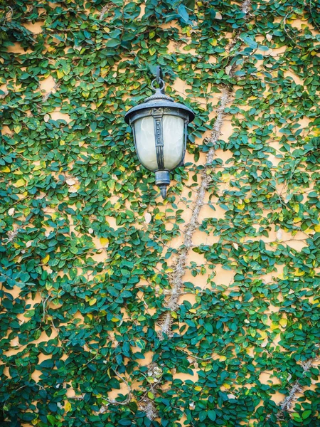 Lámpara de acero vintage en la pared del árbol rastrero — Foto de Stock
