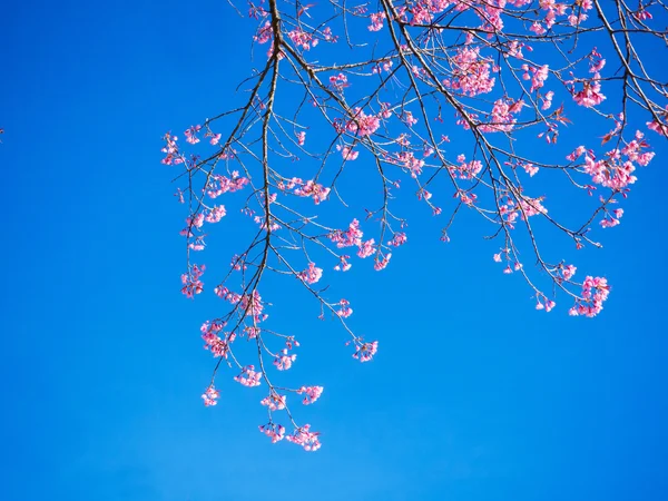 Rosa thailändischer Frühling fröhliche Blüte gegen blauen Himmel — Stockfoto