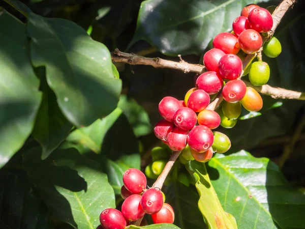 Chicchi di caffè sugli alberi — Foto Stock