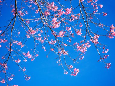 Mavi gökyüzü ile beyaz Tay sakura