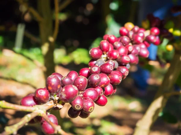 Kaffebönor på träd — Stockfoto