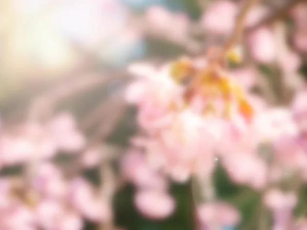 Borrão abstrato Tailandês fundo sakura rosa — Fotografia de Stock
