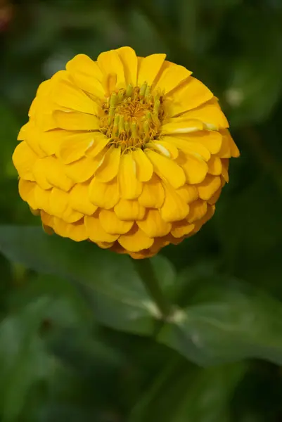Zinnia Jaune Fleur Dans Jardin — Photo