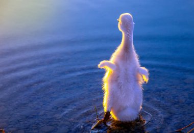 Küçük Kuğu sabah güneşinde.