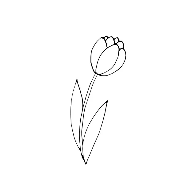 Esquema Flor Tulipán Aislado Sobre Fondo Blanco Elemento Dibujado Mano — Vector de stock