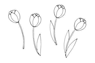 Yapraklı ya da yapraksız lale çiçeği. El çizimi tasarım elemanı. Karalama çizimi tarzında basit siyah çizim çizimi. Baharın sembolü, aşk, çiçek.