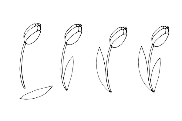 Contoured Tulip Flower Leaves Hand Drawn Design Element Simple Black — Stock Vector