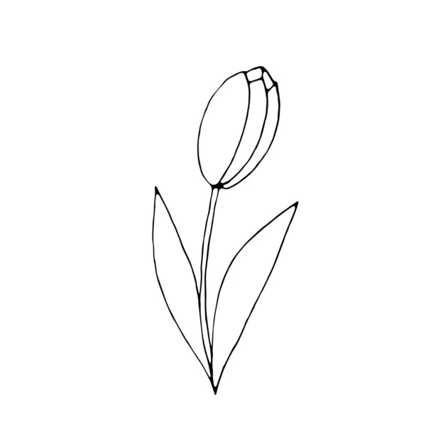 Description Fleur Tulipe Isolée Sur Fond Blanc Élément Design Dessiné — Image vectorielle