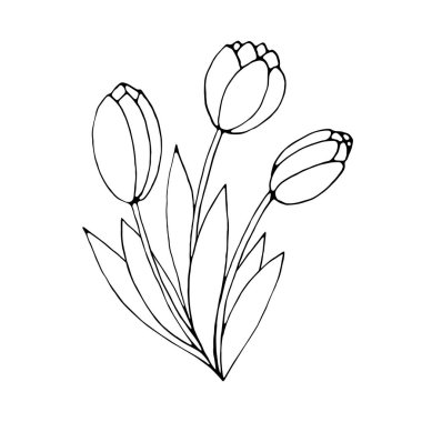 Üç buketli lale çiçekleri. Vektör el çizimi tasarım ögesi. Basit siyah çizgili karalama. Baharın, sevginin, çiçeklenmenin sembolü. Tebrik kartı, tatil, boyama sayfaları için..