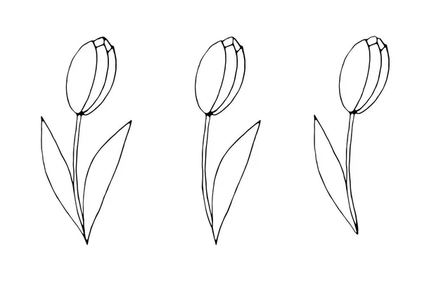 葉の有無にかかわらず チューリップの花を輪郭 手描きのデザイン要素 落書きスケッチのスタイルでシンプルな黒アウトラインイラスト 開花のシンボル — ストックベクタ