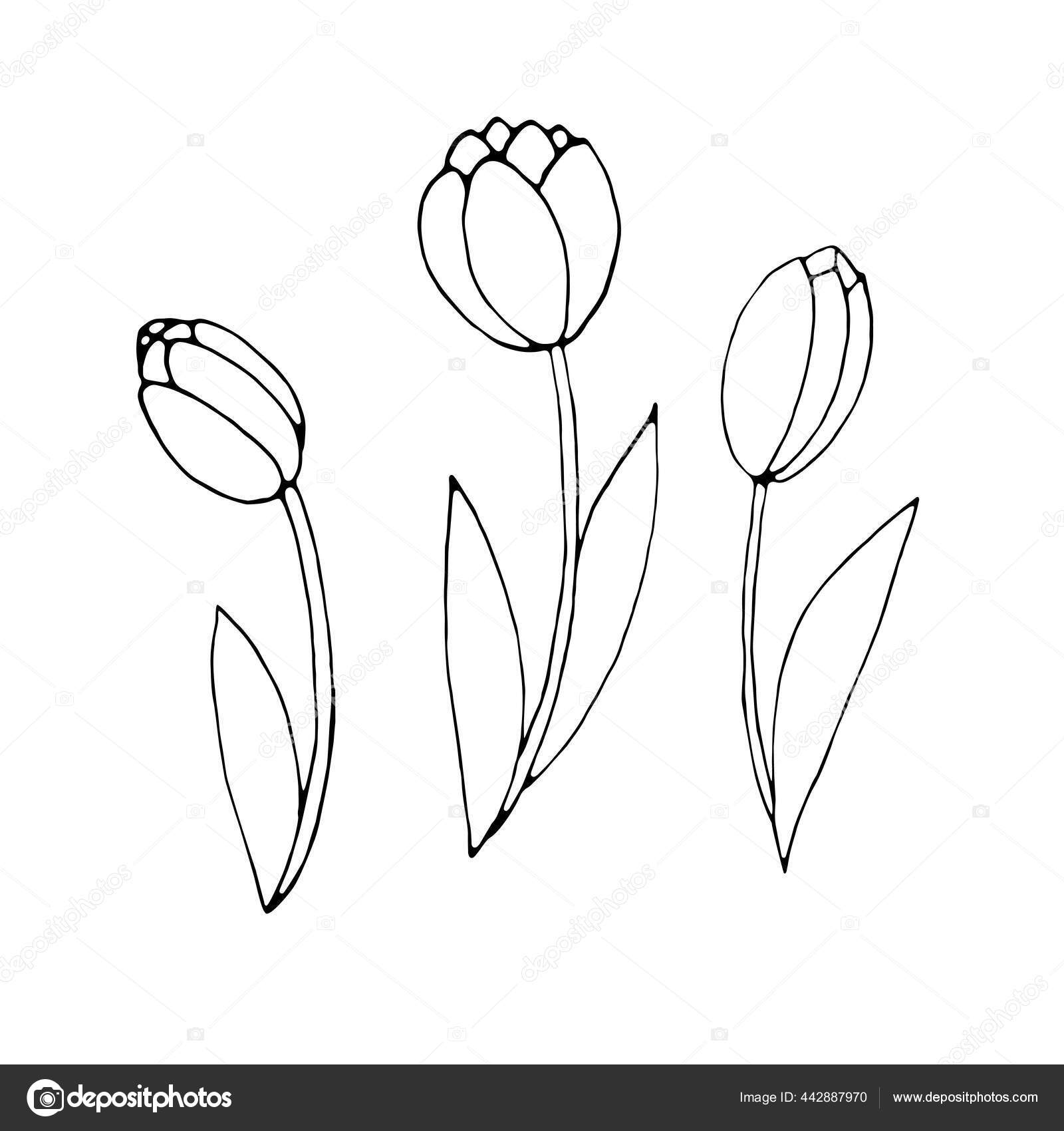 Set Garis Besar Bunga Tulip Terisolasi Pada Latar Belakang Putih Stok Vektor JuliaSoul 442887970