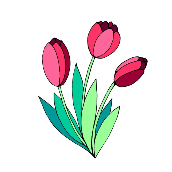Bouquet of three red flowers of tulips. Vector hand drawn design element. Symbol of spring, love, flowering. Clip art for greeting card, wedding, birthday, mother\'s or women\'s or Valentine\'s Day.