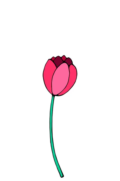 Flor Roja Tulipán Aislada Símbolo Primavera Amor Floración Elemento Diseño — Vector de stock