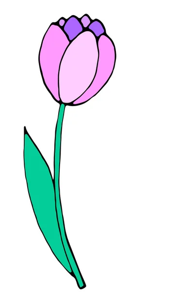 Rosa Tulipán Flor Aislada Símbolo Primavera Amor Floración Elemento Diseño — Vector de stock