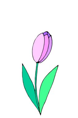 Pembe Lale çiçeği izole edilmiş. Baharın, sevginin, çiçeklenmenin sembolü. El yapımı tasarım öğesi, klişe, fon dekorasyonu, tebrik kartı, Sevgililer Günü, Kadınlar ya da Anneler Günü.