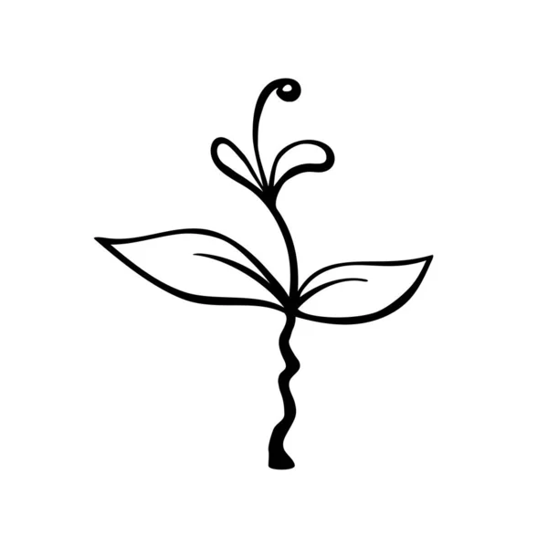 Brotos Plantas Mudas Desenhado Mão Simples Desenho Vetorial Contorno Preto — Vetor de Stock