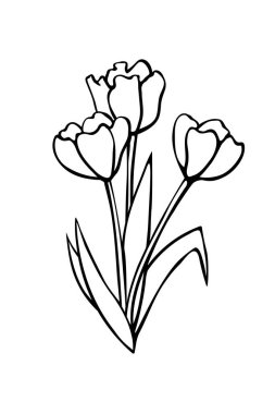 Üç buketli lale çiçekleri. Vektör el çizimi tasarım ögesi. Basit siyah çizgili karalama. Baharın, sevginin, çiçeklenmenin sembolü. Tebrik kartı, tatil, boyama sayfaları için..