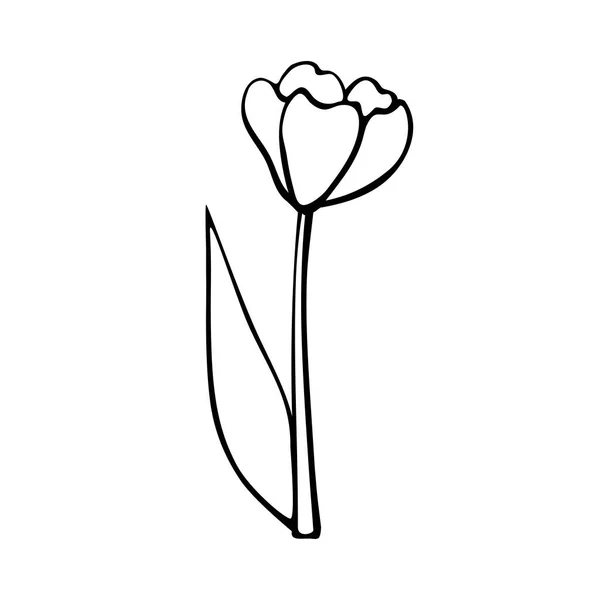 在白色背景上分离的郁金香花的轮廓 手绘设计元素 简单的黑色等高线插图在草图风格的涂鸦 春天的象征 — 图库矢量图片