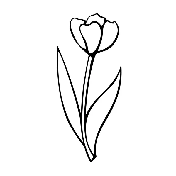 在白色背景上分离的郁金香花的轮廓 手绘设计元素 简单的黑色等高线插图在草图风格的涂鸦 春天的象征 — 图库矢量图片