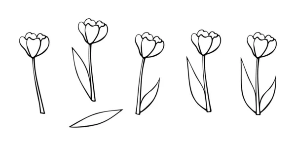 Gekleurde Tulpenbloem Met Zonder Bladeren Met Hand Getekend Design Element — Stockvector