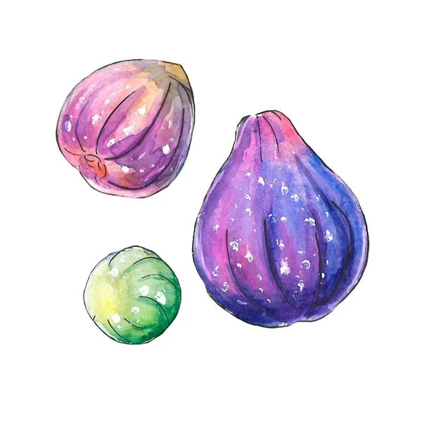 Watercolor Figs White Background Aquarelle Hand Drawn Fruit Decorative Element — Stock Photo, Image