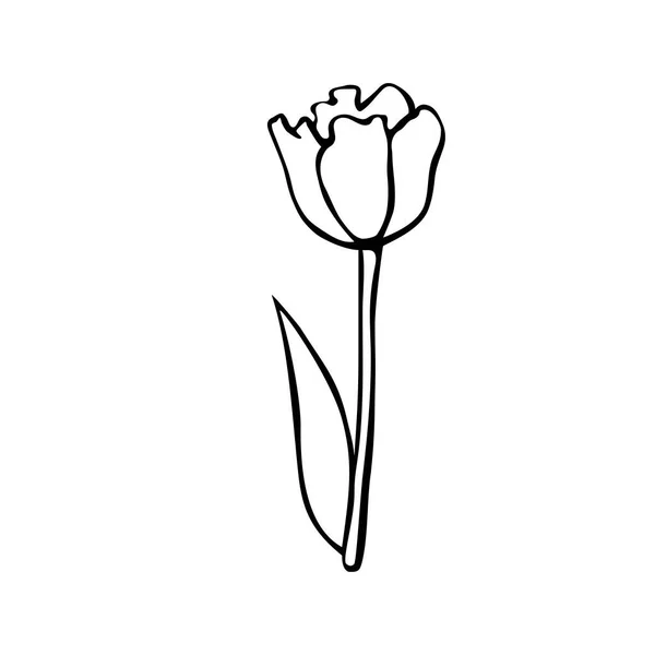 Esquema Flor Tulipán Aislado Sobre Fondo Blanco Elemento Dibujado Mano — Vector de stock