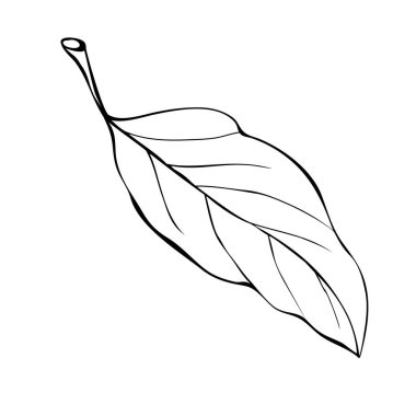 Beyaz arkaplanda Doodle tarzında izole edilmiş vektör özet yaprağı. Koleksiyon defteri, boyama kitapları ve tema doğa tasarımı için basit tasarım.