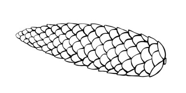 Karalama tarzında vektör kök ladin konisi. El çizimi tasvirler, klipslemeler, izole edilmiş.