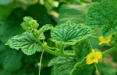 Eşsiz Doku ve Karpuz Meyvesi Yaprağının Arkaplanda Bulanık Çiçekleriyle Yakın Çekimi