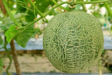 Neredeyse olgunlaşmış bir Muskmelon meyvesi seradaki ağaçlarda