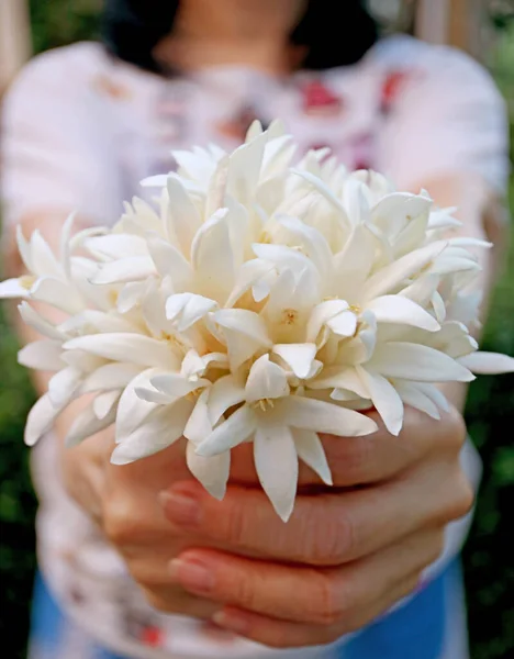 Fechar Mãos Fêmea Segurando Buquê Flores Brancas Puras Millingtonia Entregando — Fotografia de Stock