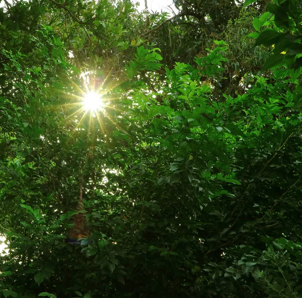 Luz Solar Deslumbrante Brilhando Através Folhagem Verde Vibrante — Fotografia de Stock