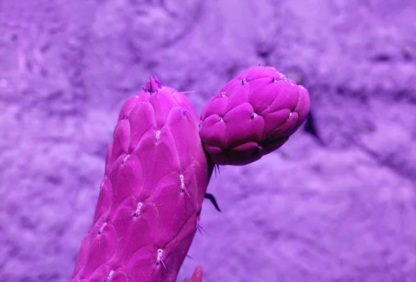 Surrealista Estilo Arte Pop Cactus Color Rosa Púrpura Contra Pared — Foto de Stock
