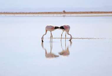 Kuzey Şili, Antofagasta Bölgesi 'ndeki Salar de Atacama Tuzlu Dairenin bir parçası olan Chaxa Lagoon' da otlayan bir çift güzel flamingo.