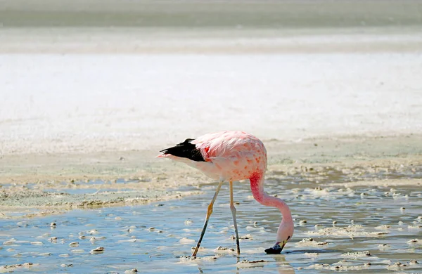 James Flamingo Grazing Laguna Hedionda Saltsjön Andinska Altiplano Potosi Bolivia — Stockfoto