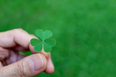 Yakın plan Vibrant Green Irish Shamrock Bulanık Yeşil Tarlada Yapraklar