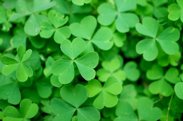 Levendige Green Irish Shamrock Klavertjes Met Drie Bladeren Het Veld — Stockfoto