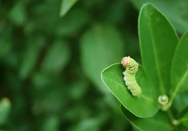 閉鎖5つ目のInstar Vivant Green Lime Swallowtail Cateriller Head Blurry Tailクローリング ライムツリーリーフ — ストック写真