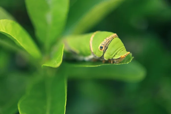 Gros Plan Vert Vibrant Instar Lime Swallowtail Chenille Reposant Sur — Photo