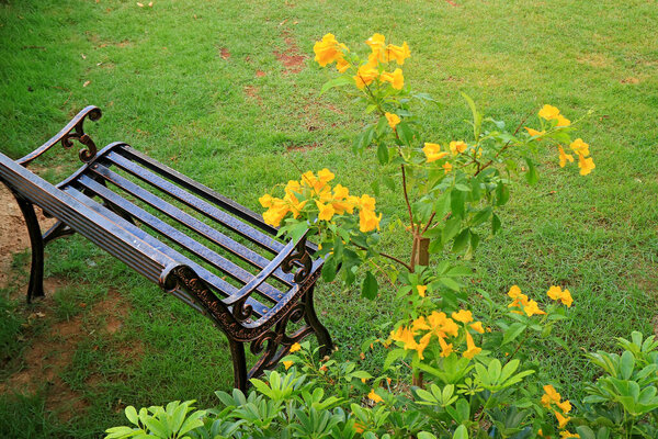 Empty Wroth Iron Bench in the Light Rain with Blurry Yellow Trumpet Flowers in the Foreground