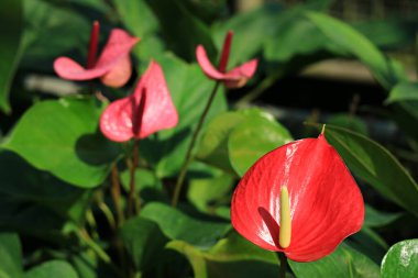 Yakın plan Kırmızı Flamingo Çiçeği Arkaplanda Bulanık Çiçekler