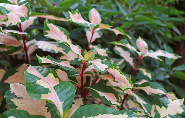 Beautiful Two Tone Color Leaves Caricature Plant Graptophyllum Pictum — Stok Foto