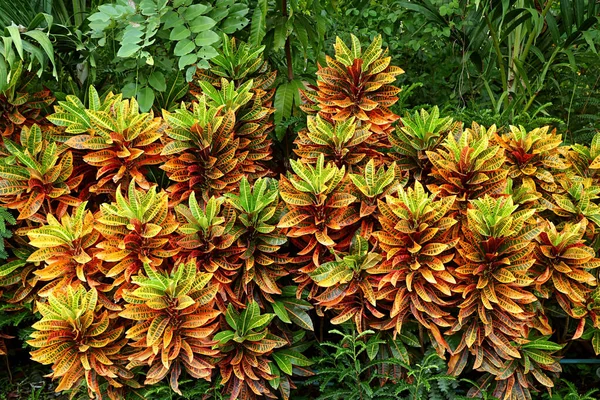 Kleurrijke Fire Croton Heesters Een Tropische Tuin — Stockfoto