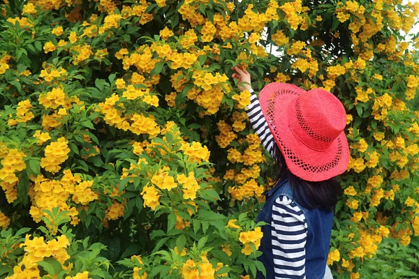 Kvinna Röd Hatt Njut Skönheten Gul Trumpetbuske Blommande Träd — Stockfoto