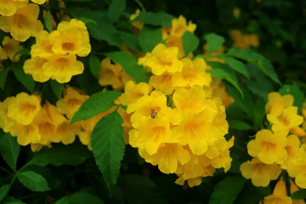 Ramo Flor Campanilla Amarilla Con Una Pequeña Abeja Recogiendo Néctar —  Fotos de Stock