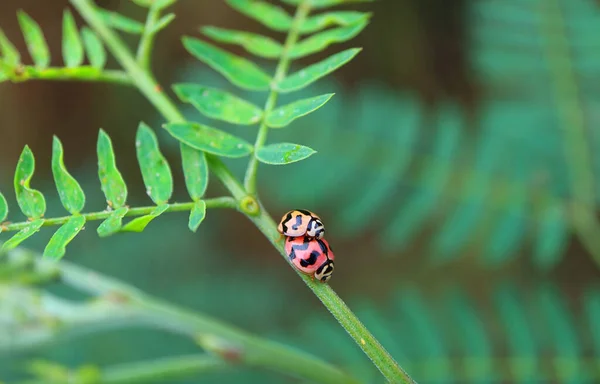 Closeup Tiny Ladybugs Mating Green Branch — Stock Photo, Image