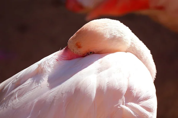 Närbild Vacker Rosa Flamingo Gör Dig Redo Att Sova — Stockfoto