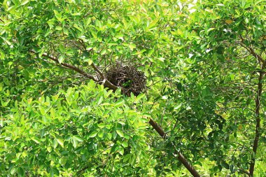 EMPTY NEST SİNDROME kavramı için Ağaçtaki Boş Vahşi Kuş Yuvası