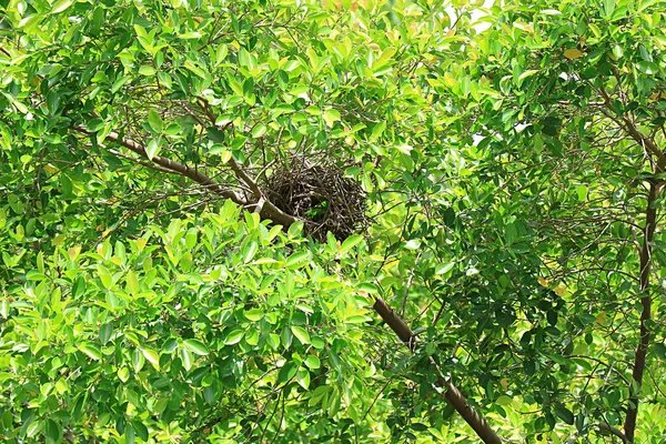 Puste Gniazdo Dzikiego Ptactwa Drzewie Dla Koncepcji Empty Nest Syndrome — Zdjęcie stockowe